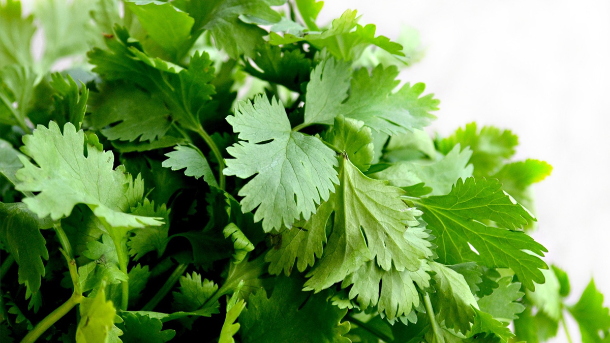 Kan peterselie voorkomen dat een tumor groter wordt? Lees hier het antwoord: voedingenkankerinfo.nl/kan-peterselie…

#kanker #tijdenskanker #voedingenkanker