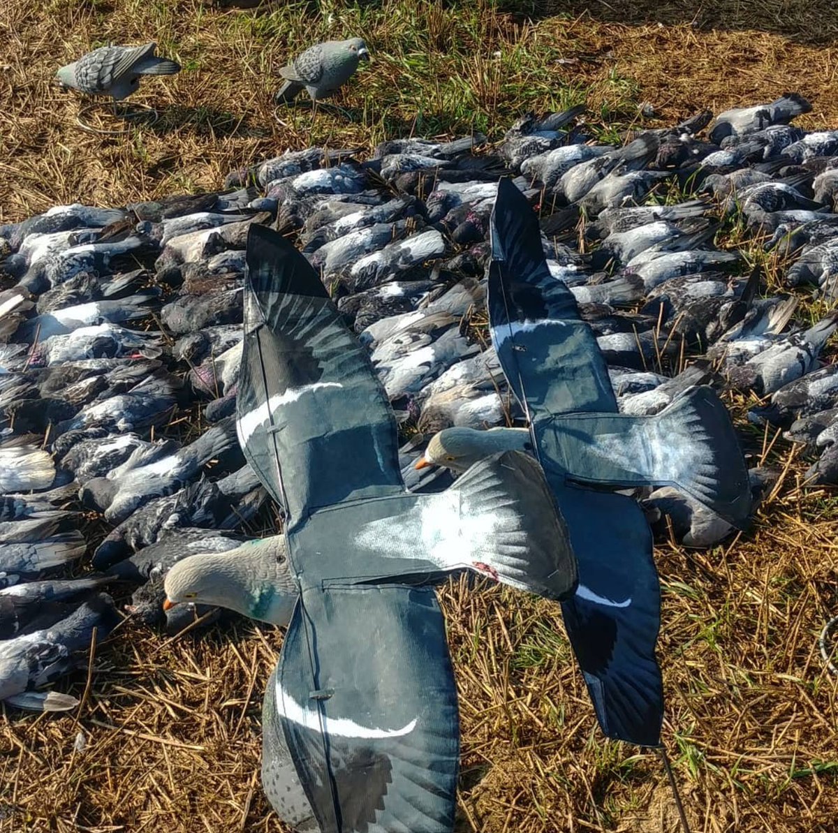 Sillosocks Pigeon Hypa-Flap put to work 🐦 

#sillosocks #pigeonshooting #pigeonlegends #pigeondecoy #sillosocksdecoys #sillosocksdecoy #pigeonhunting #woodpigeon #shootingdecoys #ukshooting #shooting #hunting #conservation #fieldsports #qualityinyourfield