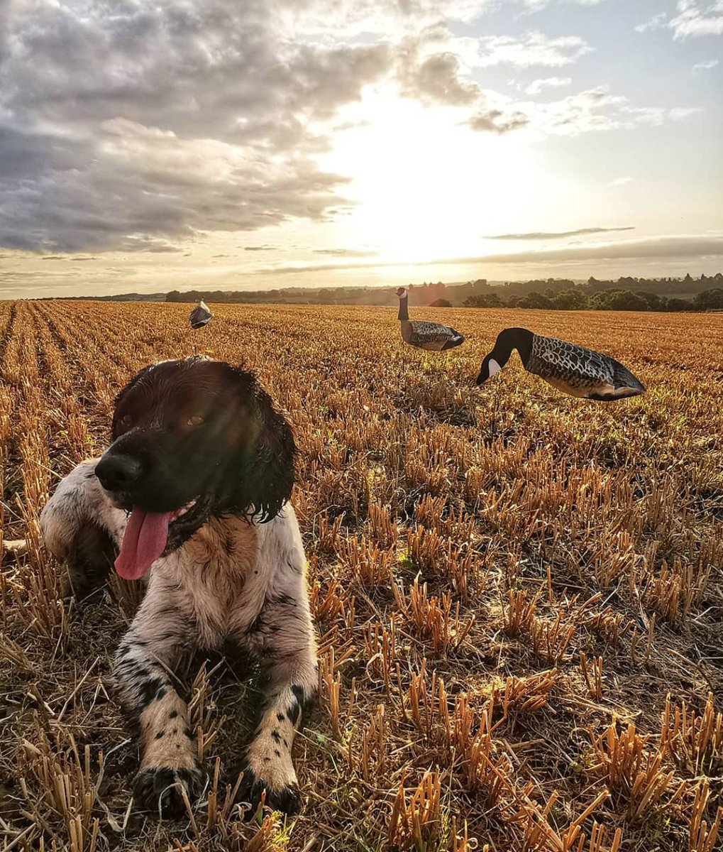 Perfection in a picture 🌾 

Happy weekend ☀️ 

#stubblefields #sillosocks #sillosocksdecoys #spaniel #gundogs #gundogshooting #gundogtraining #sillosocksdecoy #goosedecoy #britishcountryside #fieldsports #qualityinyourfield #pigeonlegends #ukshoot #hunting #shooting