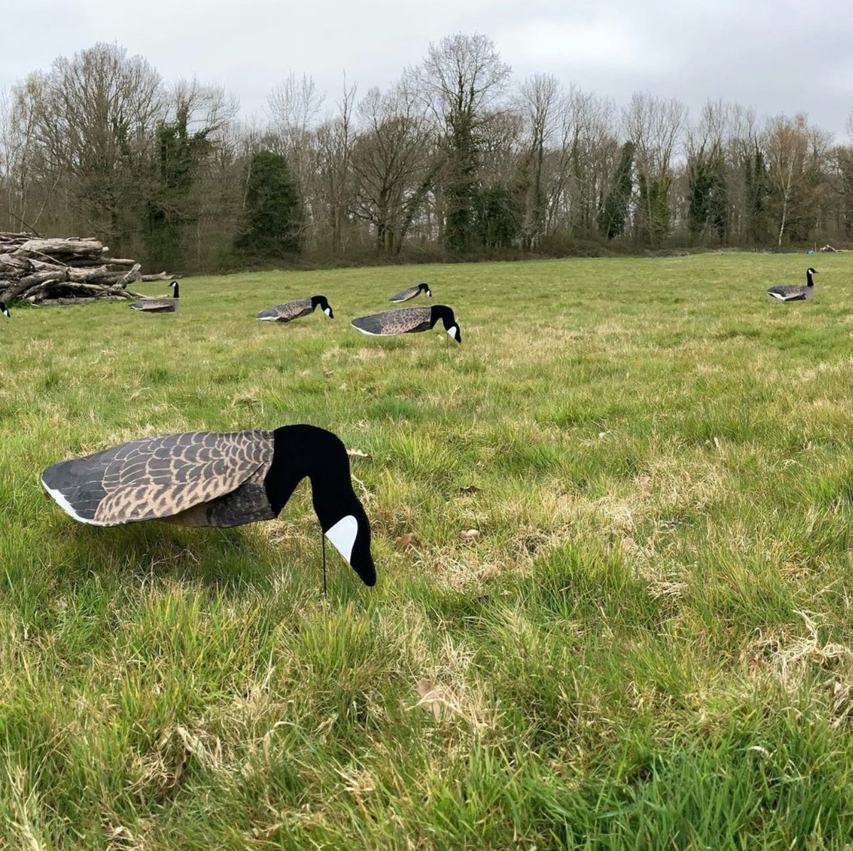 Valmorah Dogs using their Sillosocks decoys in some gundog training! 🐕

#gundogs #gundogsofinstagram #decoys #sillosocks #sillosocksdecoys #goosedecoys #gundoghunting #gundogtraining #pigeonlegends