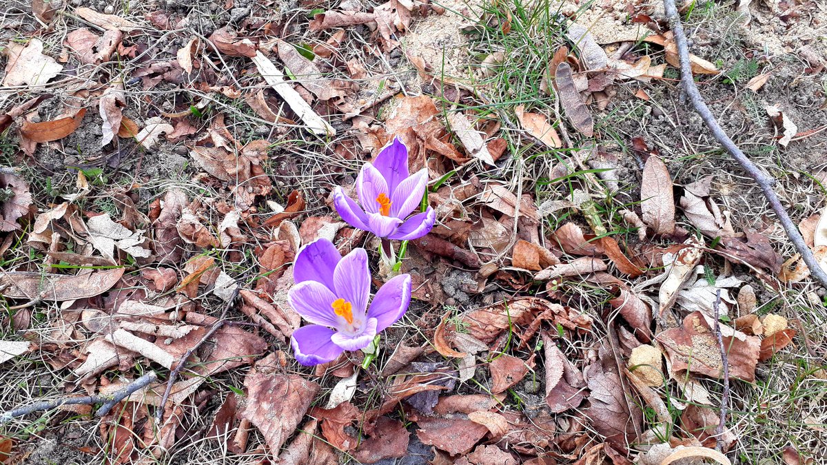 Etwas buntes an einem grauen Tag 🙂🌸🙂
#Flowers #nature #NatureBeauty #crocus #krokus #blume #natur
