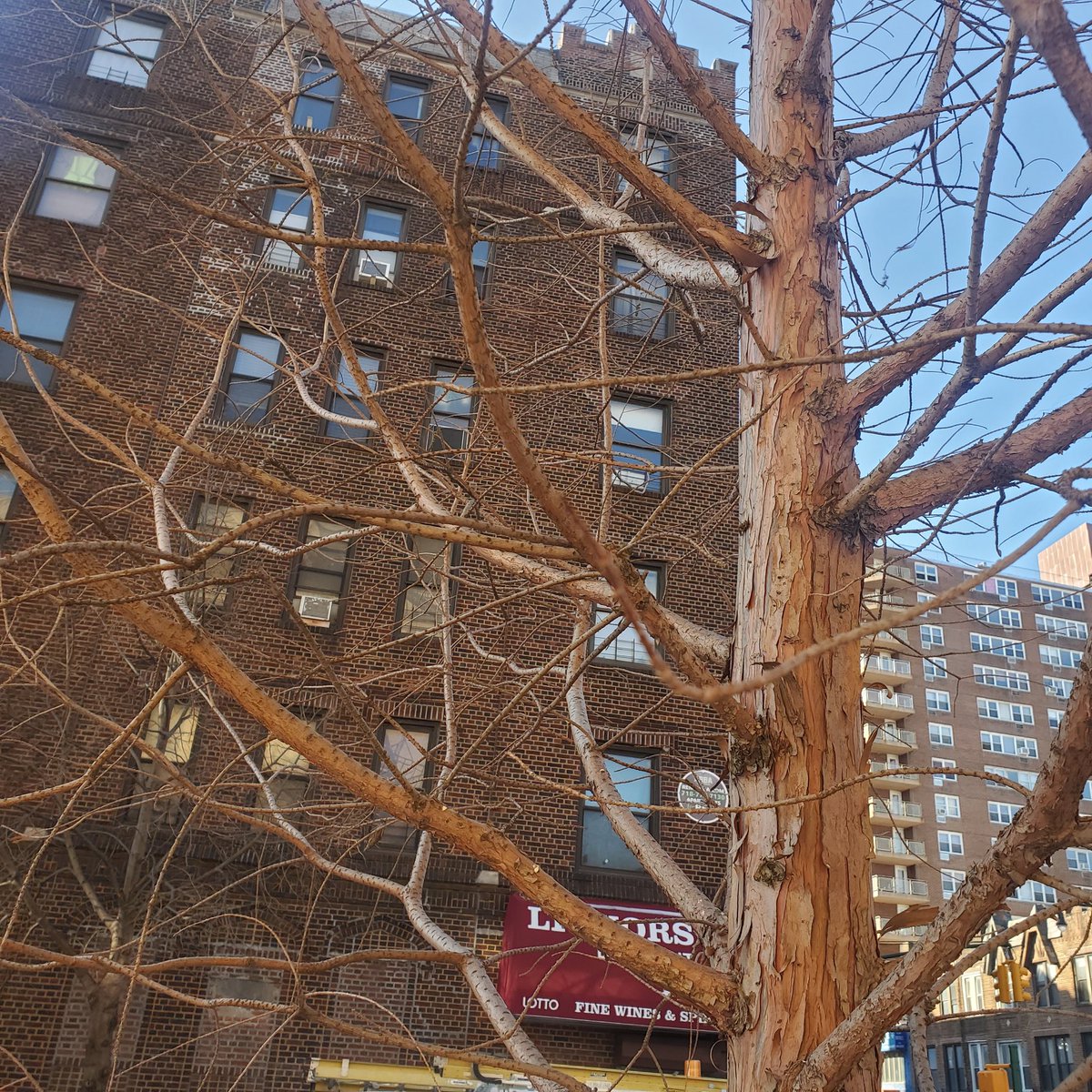 LynaSaid's tweet photo. My Dawn Redwood street tree #BLTrees March update. Still looking wintery? https://t.co/ZQdCgAmN6g