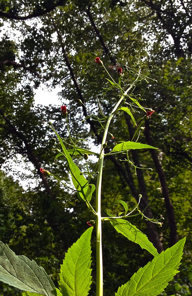 _plantsdaily's tweet photo. #CarpentersSquare (Scrophularia marilandica): A four-sided, grooved stem bearing a branching, somewhat pyramidal, terminal cluster of small, erect, sac-shaped, greenish-brown flowers with magenta-brown interiors.
Height: 3-8 ft
Water:💧💧
Light: ⛅️
More: https://t.co/W9aiLuxTTW https://t.co/adxnYy9Dbg