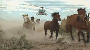 CagesFree's tweet photo. Chased like we are criminals. Infact it is not fair, we only have our legs, you have helicopters. Where is our herd? Where is our family? Just one question: why? 
#ROUNDUPS.
#ReturnToFreedom 
#NoHorseSlaughter 
#WildHorses https://t.co/HMJY7OluI2