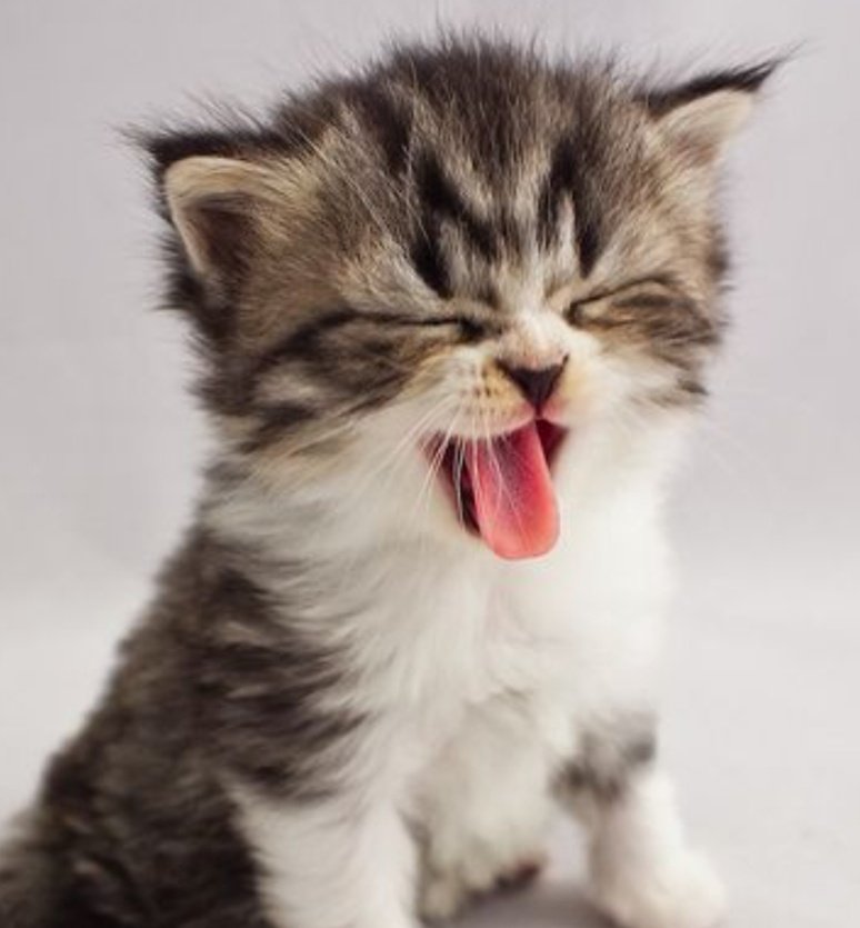 kittenaslouis's tweet image. his little tongue 😭🤏💞