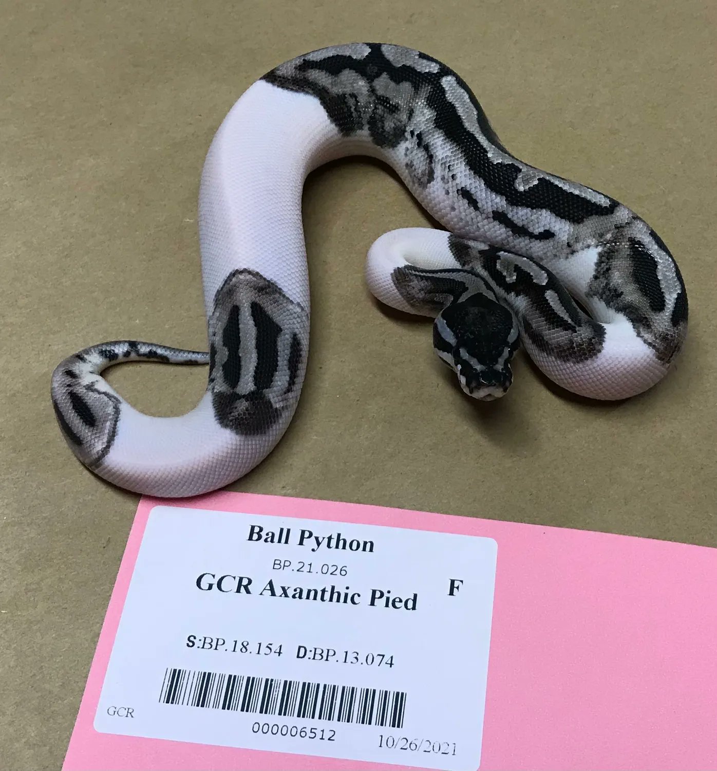 Axanthic Pied Ball Python