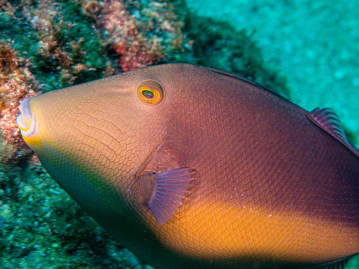 NomadaFoto's tweet photo. Sufflamen verres / Cochito naranja
Cabo Pulmo, BCS

#Sufflamen #Sufflamenverres #triggerfish https://t.co/nTG1SIe9eV