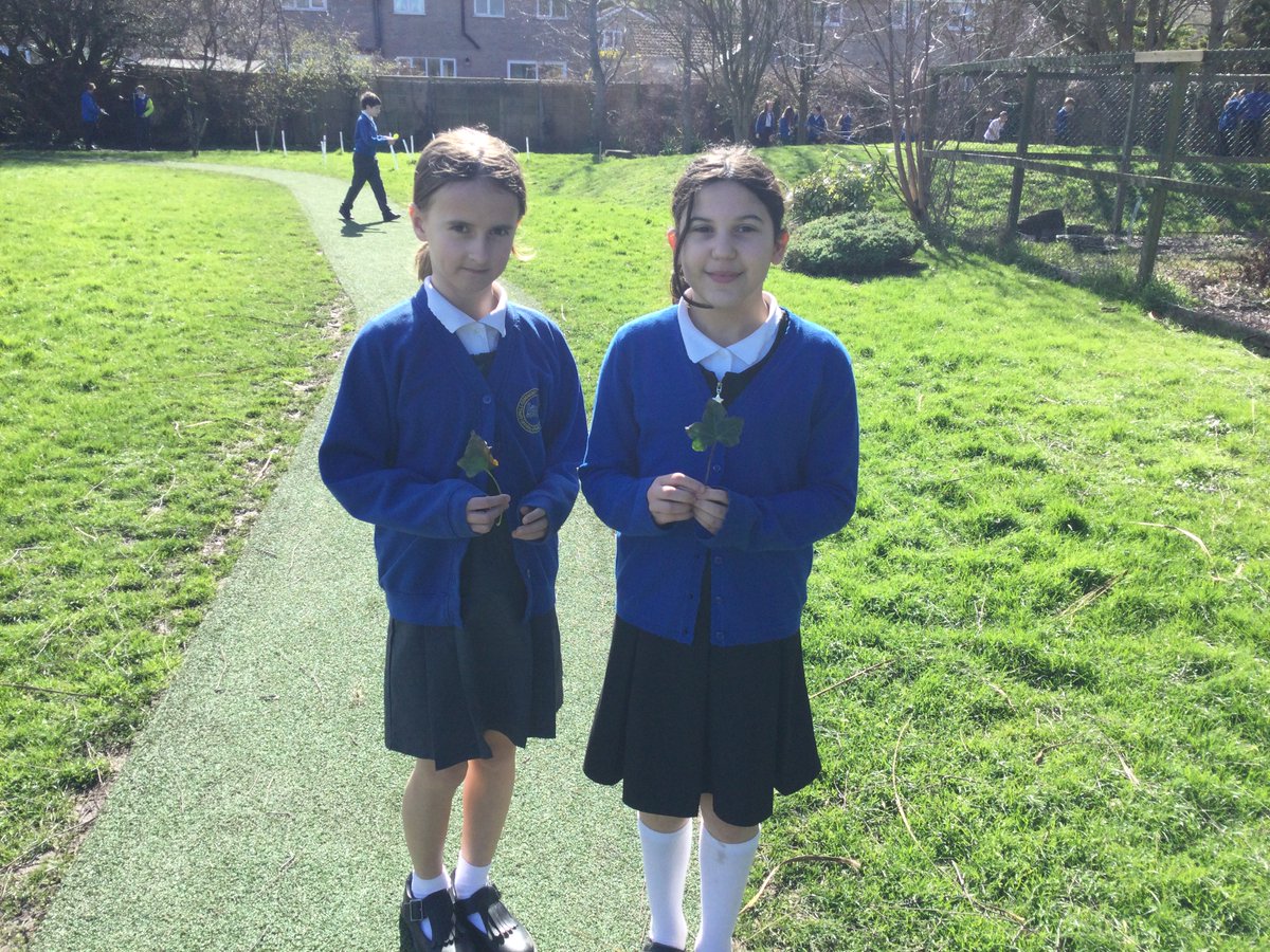 uphillvillage's tweet image. Year 5/6 found different shaped leaves, drew around them before making predictions about their area and then calculating the actual area #imagining #expressing #conjecturing #convincing #CLFBigDayofMaths
