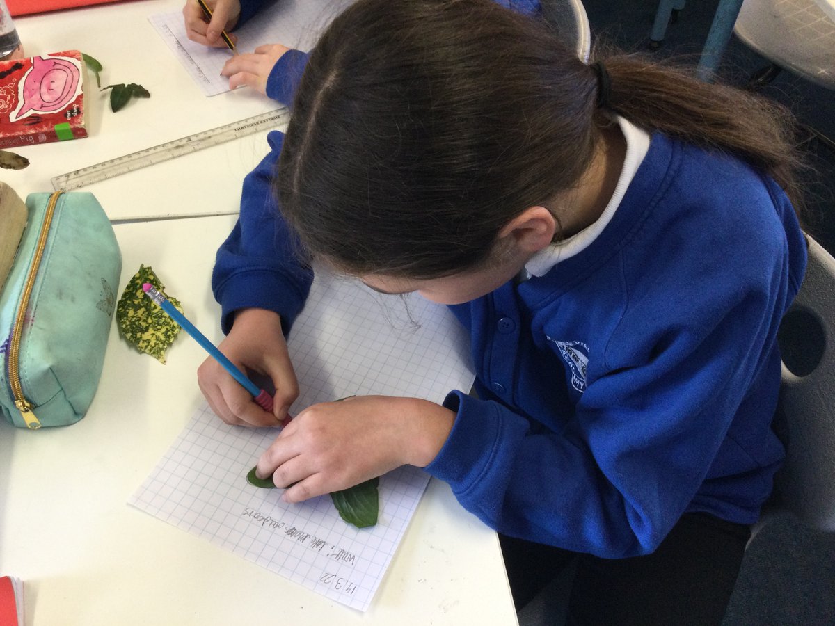 uphillvillage's tweet image. Year 5/6 found different shaped leaves, drew around them before making predictions about their area and then calculating the actual area #imagining #expressing #conjecturing #convincing #CLFBigDayofMaths