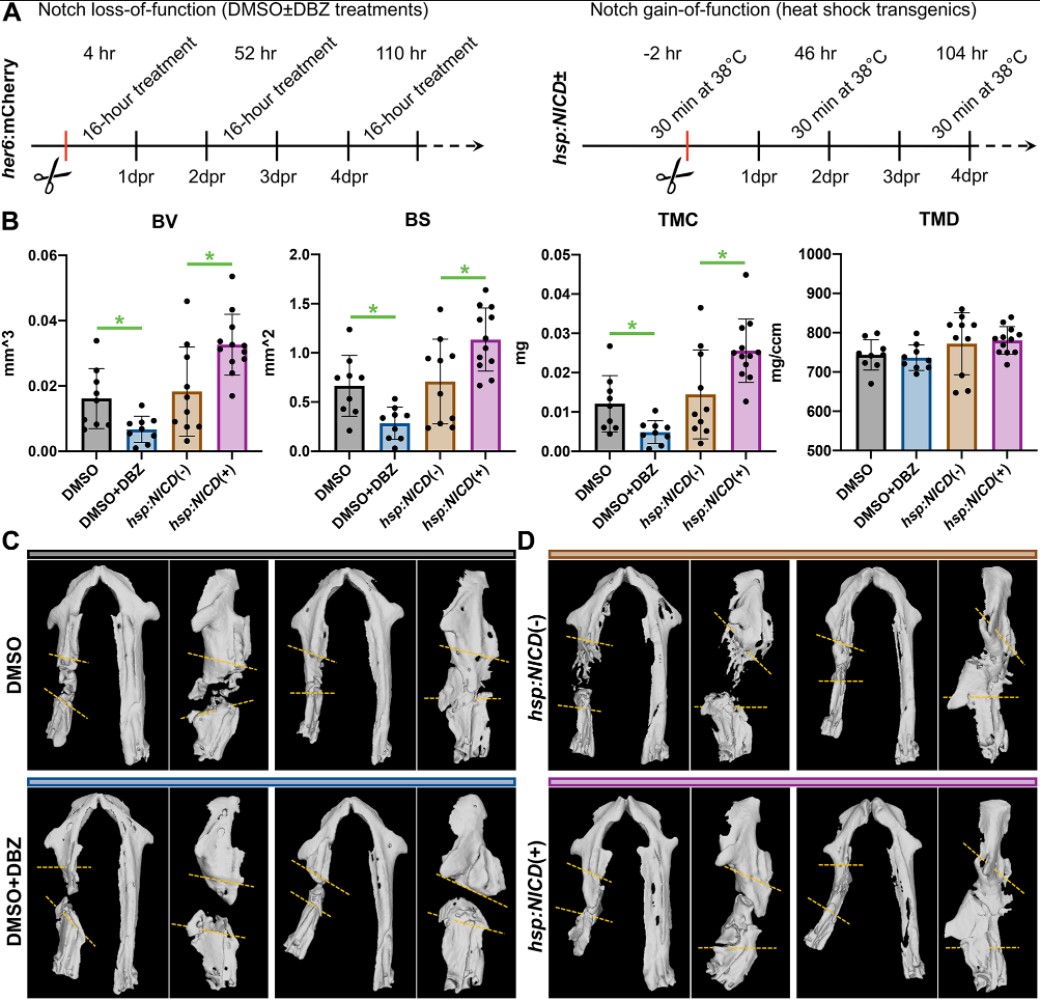 Development tweet media