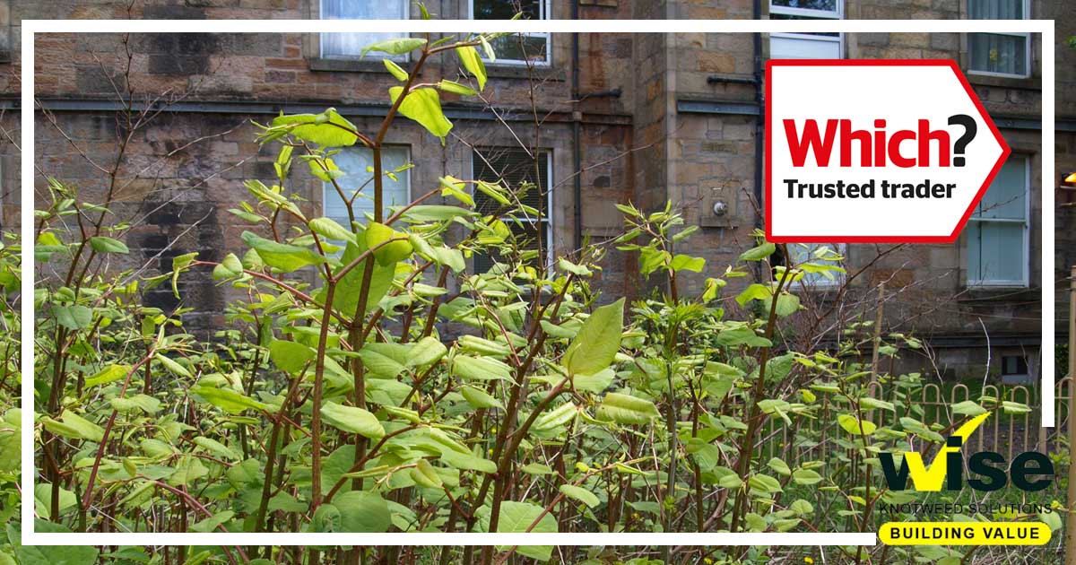 Wise Knotweed Solutions are proud to be  registered as a Which? Trusted Trader. For any Knotweed concerns contact your local team today: wiseknotweed.com/services/surve…