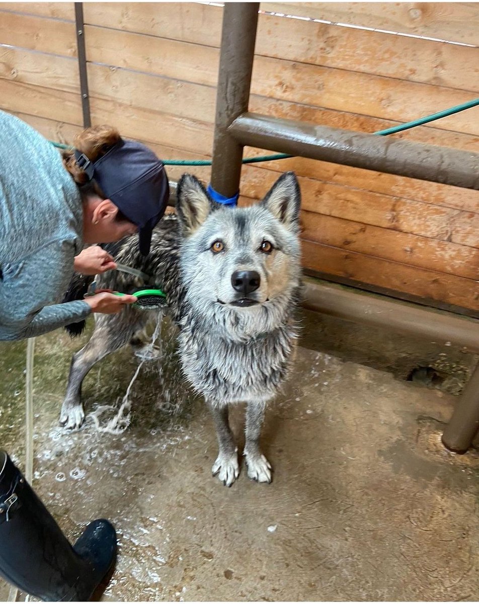 DefAnimalMX's tweet image. #DíadeBaño para todos en el Santuario de @DefAnimalMX la guapa #Brona #WolfDog #PerroLobo rescatada parece disfrutarlo #SantuarioElCaminoAC #TodaVidaVale