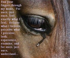 CagesFree's tweet photo. Run your fingers through my mane.
Just once, understand my pain. 
#ROUNDUPS.
#ReturnToFreedom #NoHorseSlaughter #WildHorses https://t.co/OwOEWhFkbc