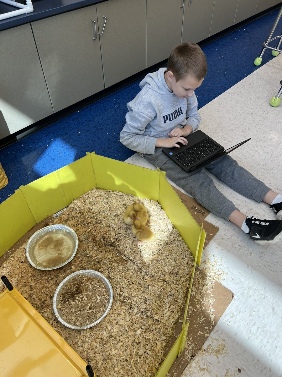 wlsking1's tweet photo. Ducks and fractions -Writing real world word problems. https://t.co/EeN0ghzYcT