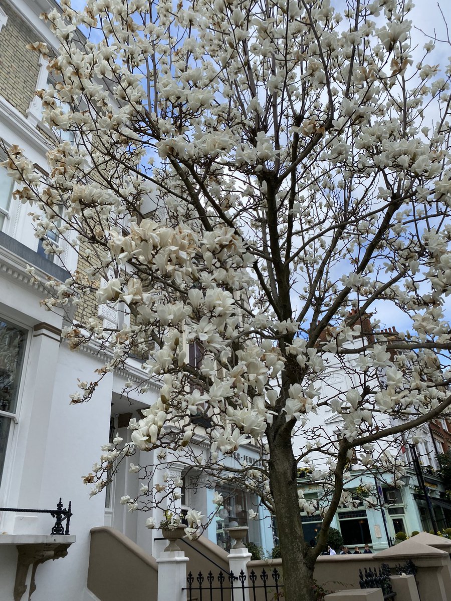 SutchFun's tweet photo. Hot tip. Get out and about and spot the magnolia trees in bloom right now in London #SpringStomp #NatureNotes https://t.co/MaWfbCUEHS