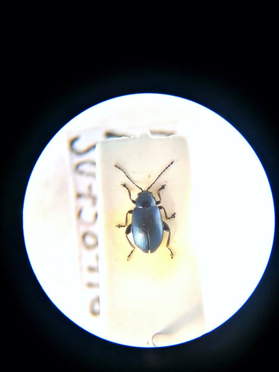 Melanie_Shears's tweet photo. I've been a busy beetle this morning identifying #Chrysomelidae and managed to snap a few semi-decent pics... I'm always amazed at how differently their colours appear using a light disperser - these all looked uniformly black to the naked eye! #Coleoptera https://t.co/sF7b6X0jU9