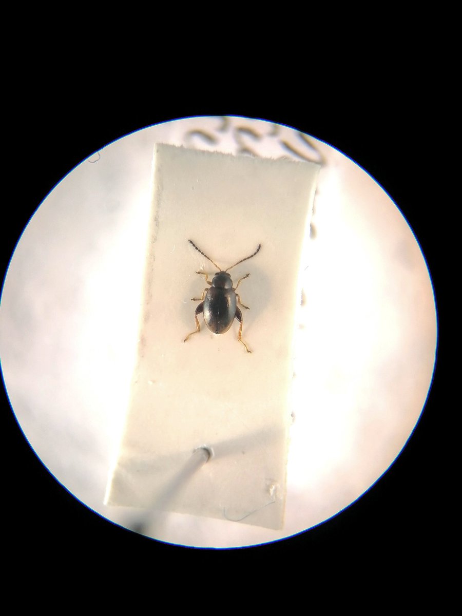 Melanie_Shears's tweet photo. I've been a busy beetle this morning identifying #Chrysomelidae and managed to snap a few semi-decent pics... I'm always amazed at how differently their colours appear using a light disperser - these all looked uniformly black to the naked eye! #Coleoptera https://t.co/sF7b6X0jU9