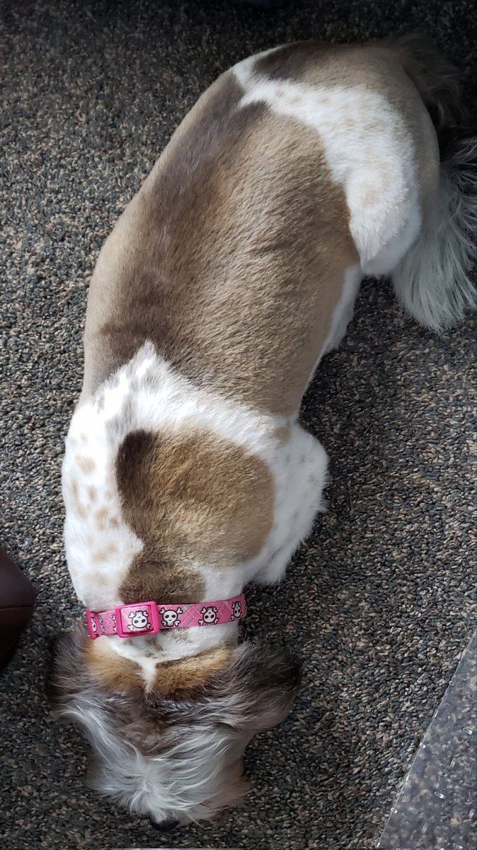 Cindi_w_an_Eye's tweet photo. I love how she feels like velvet and all her secret freckles are visible after she gets a haircut. 

#SpringDo #DogsofTwittter https://t.co/N0TYgV1Qjy