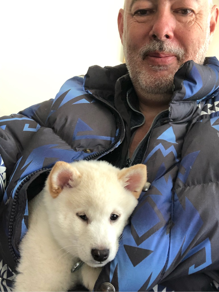 JDCallison's tweet photo. My New Shiba Inu puppy Shiro. He’s 10 weeks old. #shiromoonstone OMG he’s so so chill. And very sweet https://t.co/wregg519QI