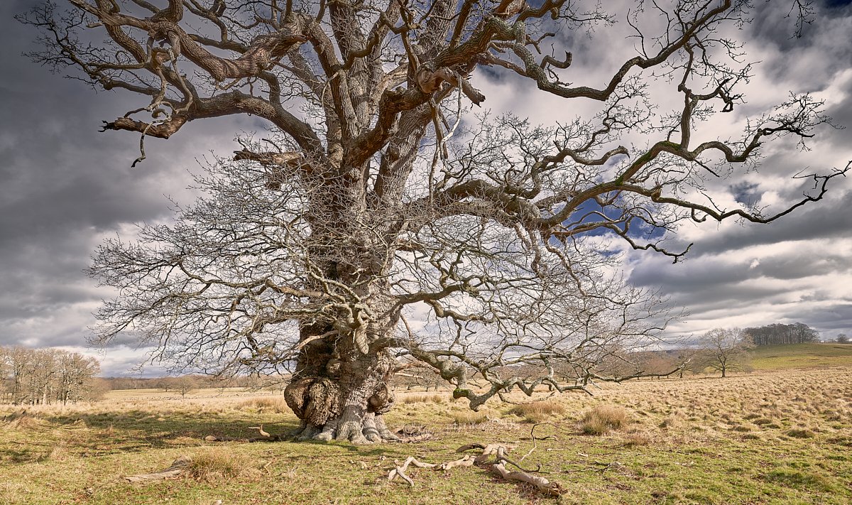 MatthewJThomas_'s tweet photo. The Home Park Oak, a massive English Oak with a girth of just over 27 feet. It began life in the wilds of the manorial outwood of Petworth at the beginning of the 13th century but is now cared for by the @nationaltrust. It's no. 58569 in the Ancient Tree Inventory @WoodlandTrust https://t.co/IZOHpVstgx