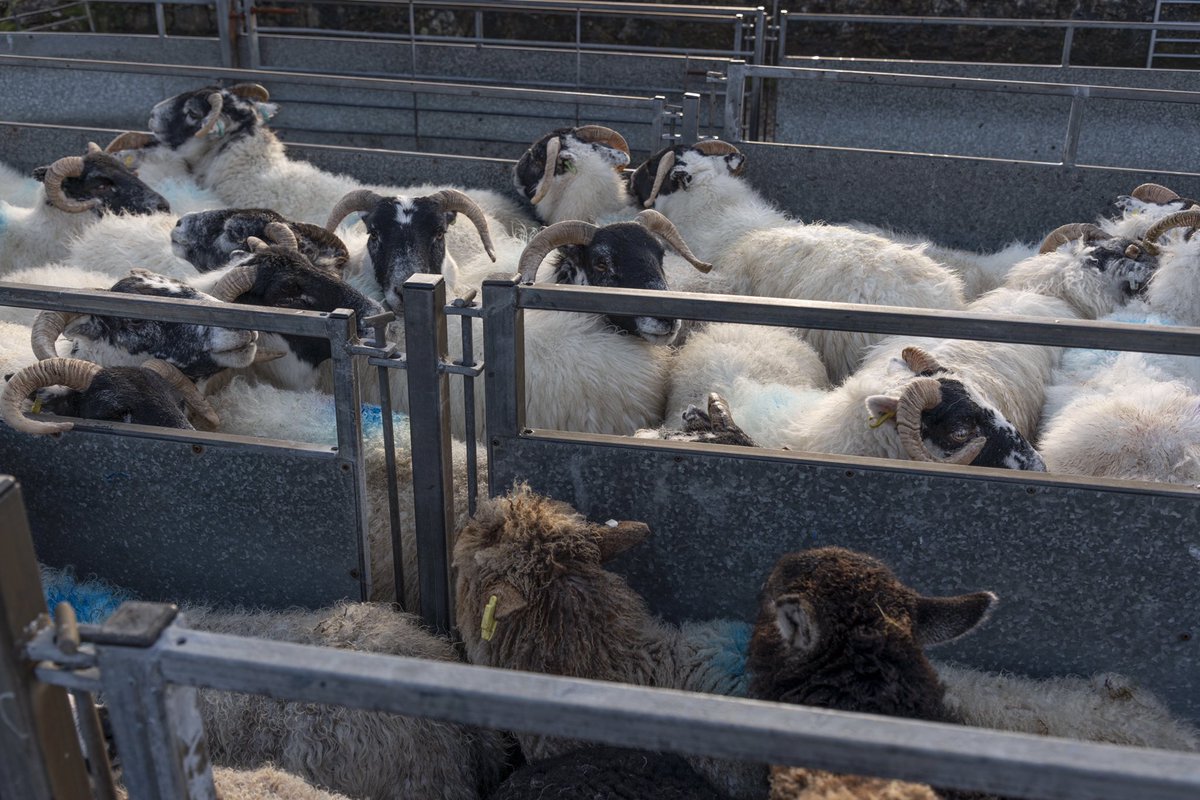 BobbyMcCombie's tweet image. Sheep scanning on the Isle of Skye. Part of my ongoing documentary project looking into the lifestyle of crofters. 

#EdNapPhoto #photography #Highlands