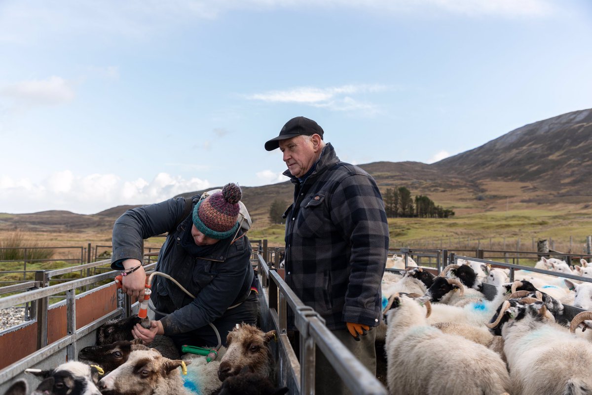 BobbyMcCombie's tweet image. Sheep scanning on the Isle of Skye. Part of my ongoing documentary project looking into the lifestyle of crofters. 

#EdNapPhoto #photography #Highlands