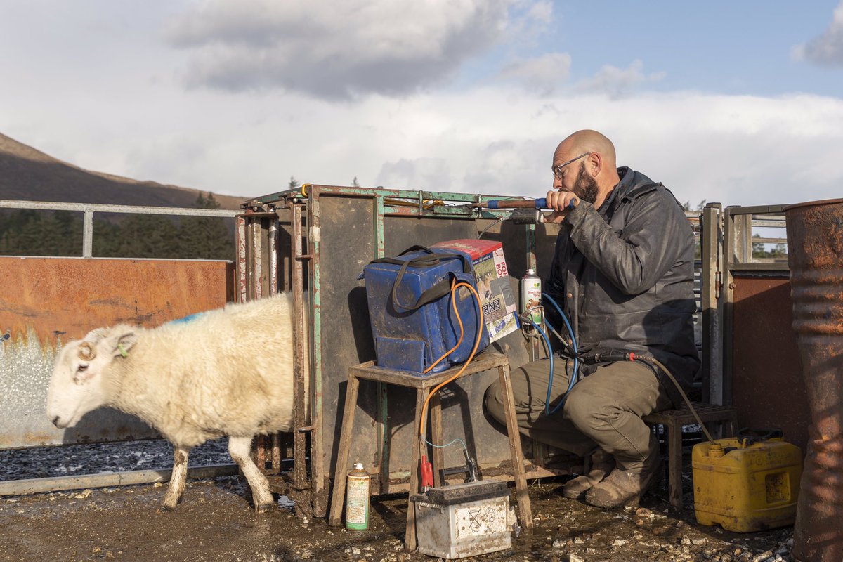 BobbyMcCombie's tweet image. Sheep scanning on the Isle of Skye. Part of my ongoing documentary project looking into the lifestyle of crofters. 

#EdNapPhoto #photography #Highlands