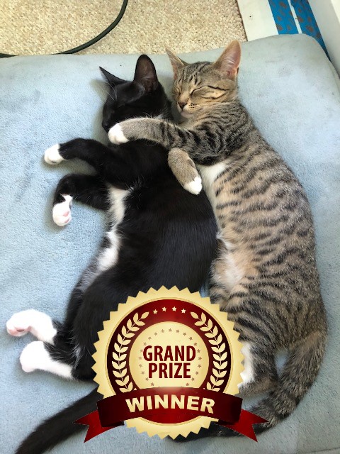 Adrianna2276's tweet photo. The Ohio AFSP Calendar GRAND PRIZE COVER PETS: Sadie and Lily
Congratulations Kim Gratz!!! https://t.co/YqW2GiexsB