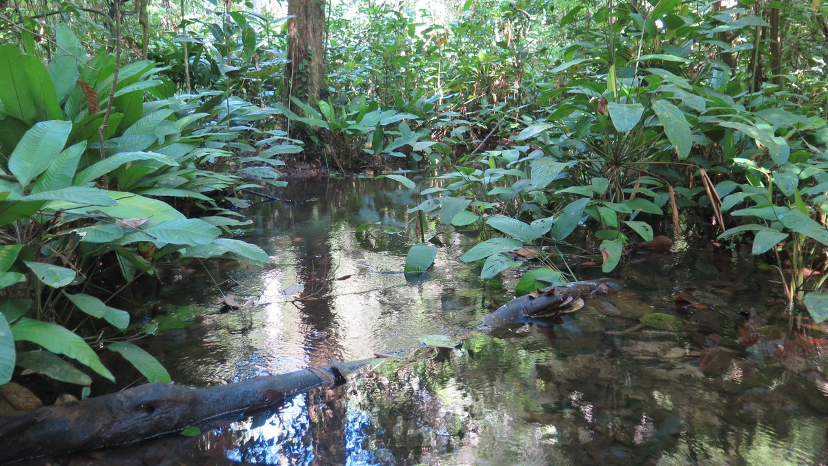 FilipeEco's tweet photo. 🔔Funded PhD, please RT🔔
What are the drivers of Amazonian terrestrial and freshwater biodiversity? 🐟🐠🪲🐞🌴🌳

We are looking for an international PhD student interested in helping us to address this question.
Check here and get in touch if interested!
https://t.co/dJBAEZLrqD https://t.co/ws4vVECRAU