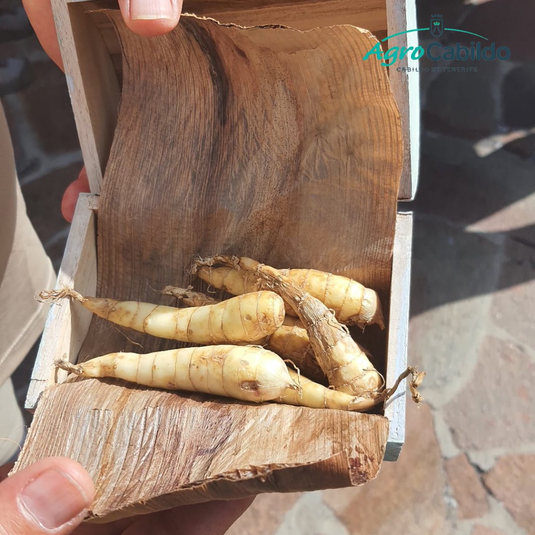 AgrocabildoTfe's tweet photo. 🌱 #CULTIVODELARO | 📷 Compartimos fotografías de la primera de las rutas de @teneriferural, que ha tenido lugar en la zona de San Juan de de la Rambla.

➡️ El aro ha sido un #cultivo tradicionalmente usado como espesante y con fines medicinales, como protector de estómago. https://t.co/Qa6fPIGFT7