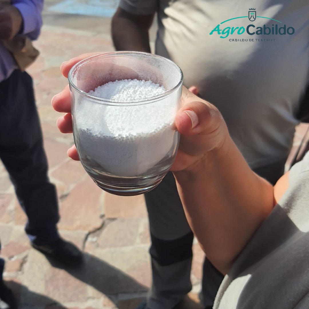 🌱 #CULTIVODELARO | 📷 Compartimos fotografías de la primera de las rutas de <a href="/teneriferural/">Tenerife Rural</a>, que ha tenido lugar en la zona de San Juan de de la Rambla.

➡️ El aro ha sido un #cultivo tradicionalmente usado como espesante y con fines medicinales, como protector de estómago.