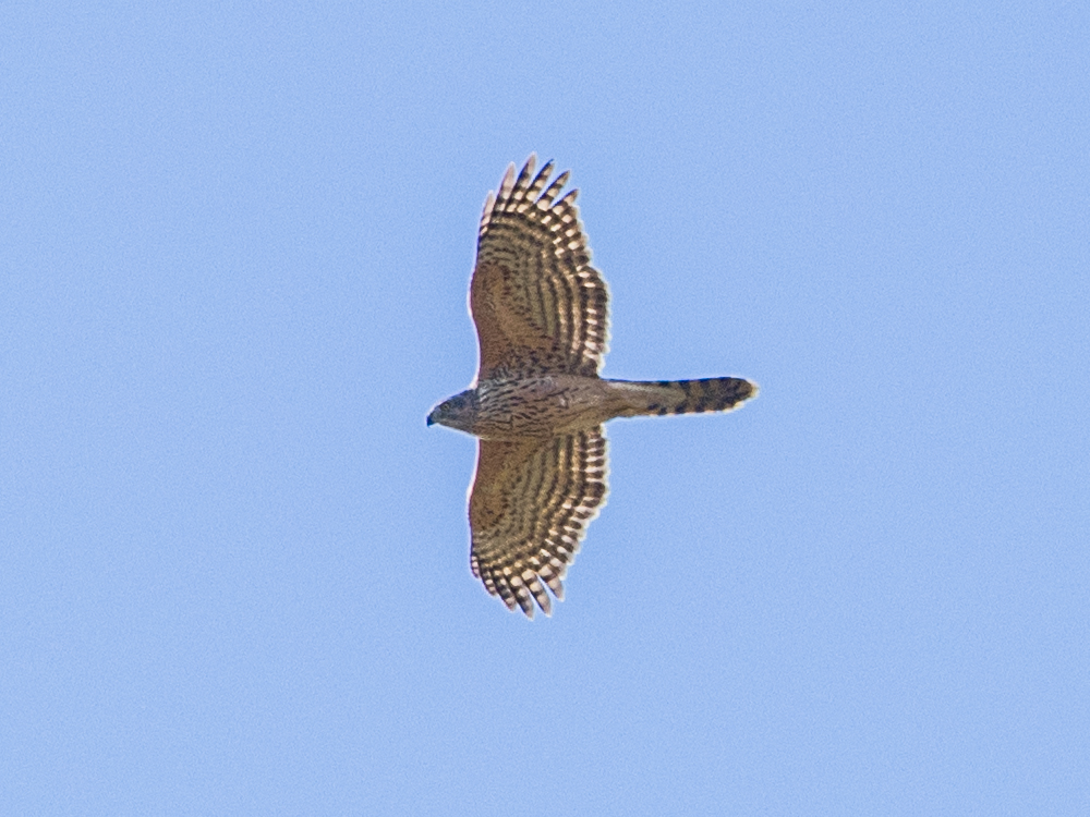 ElmhamMeadows's tweet photo. Woodpigeons scattering one way, Jackdaws and Rooks the other.  Why?  No gun shots or other loud noises but this was a bigger reaction than Sparrowhawks or Buzzards get.  A few seconds later the answer appeared, powering towards me and over my head: a young (non-breeding) Goshawk! https://t.co/oer5b25tZF