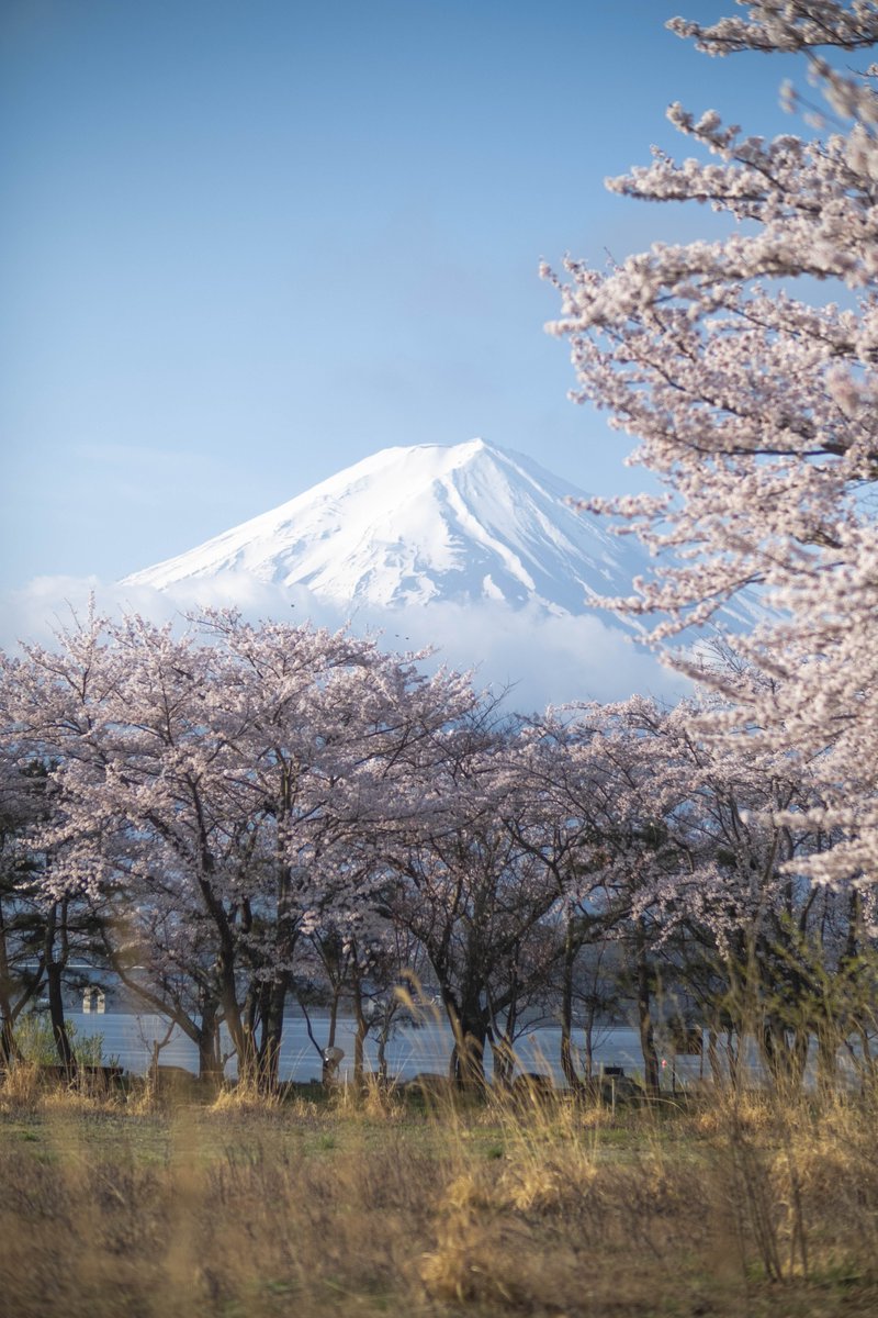 Goya0111's tweet photo. 富士山と桜のコラボが美しすぎた。 https://t.co/YmRS9pXsHj