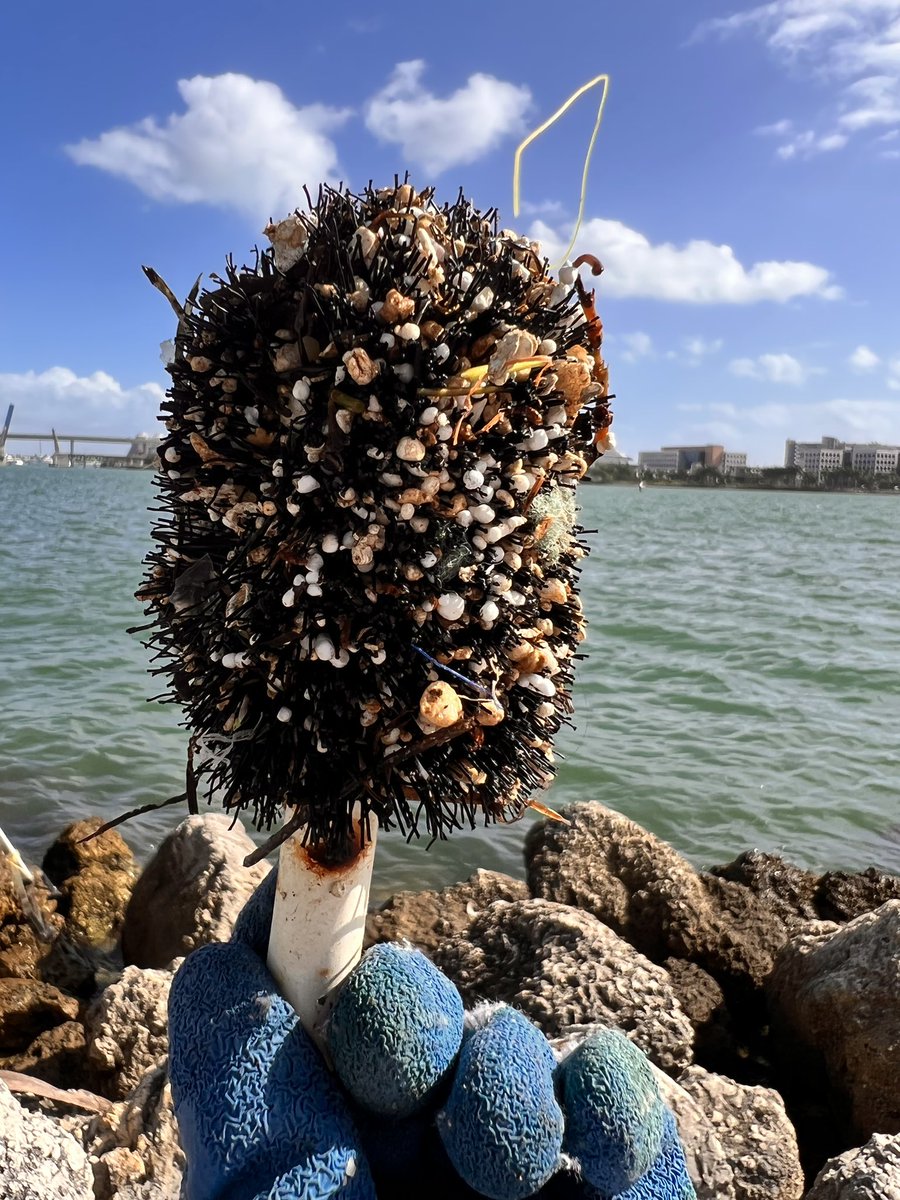 Big shoutout to @LACMA for picking up trash during their conference in Miami 🏝. We removed 550lbs of trash with the help of 25 volunteers from two different locations Morningside Park and Bayfront Park. #teamocean #TeamSeas #Miami #Oceandebris #trash #BeTheChange