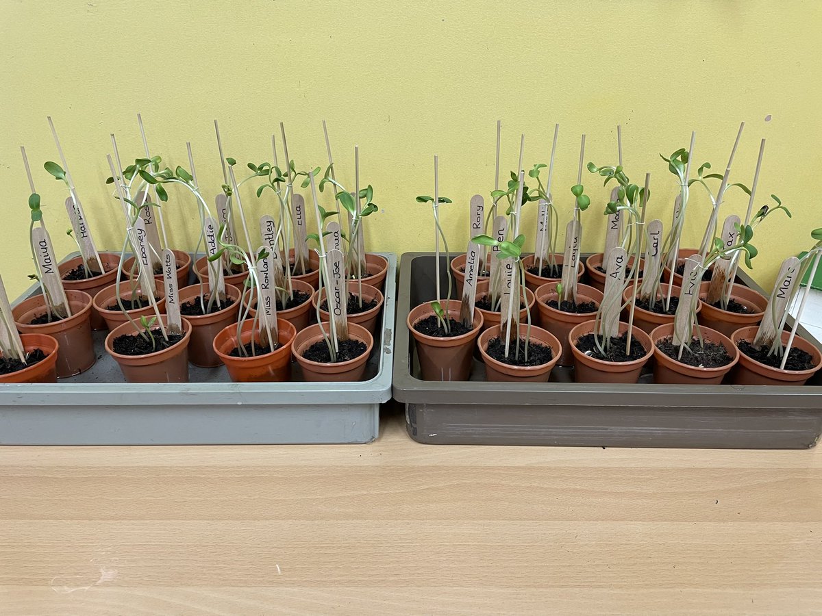 The chameleons’ sunflowers have had a huge growth spurt!