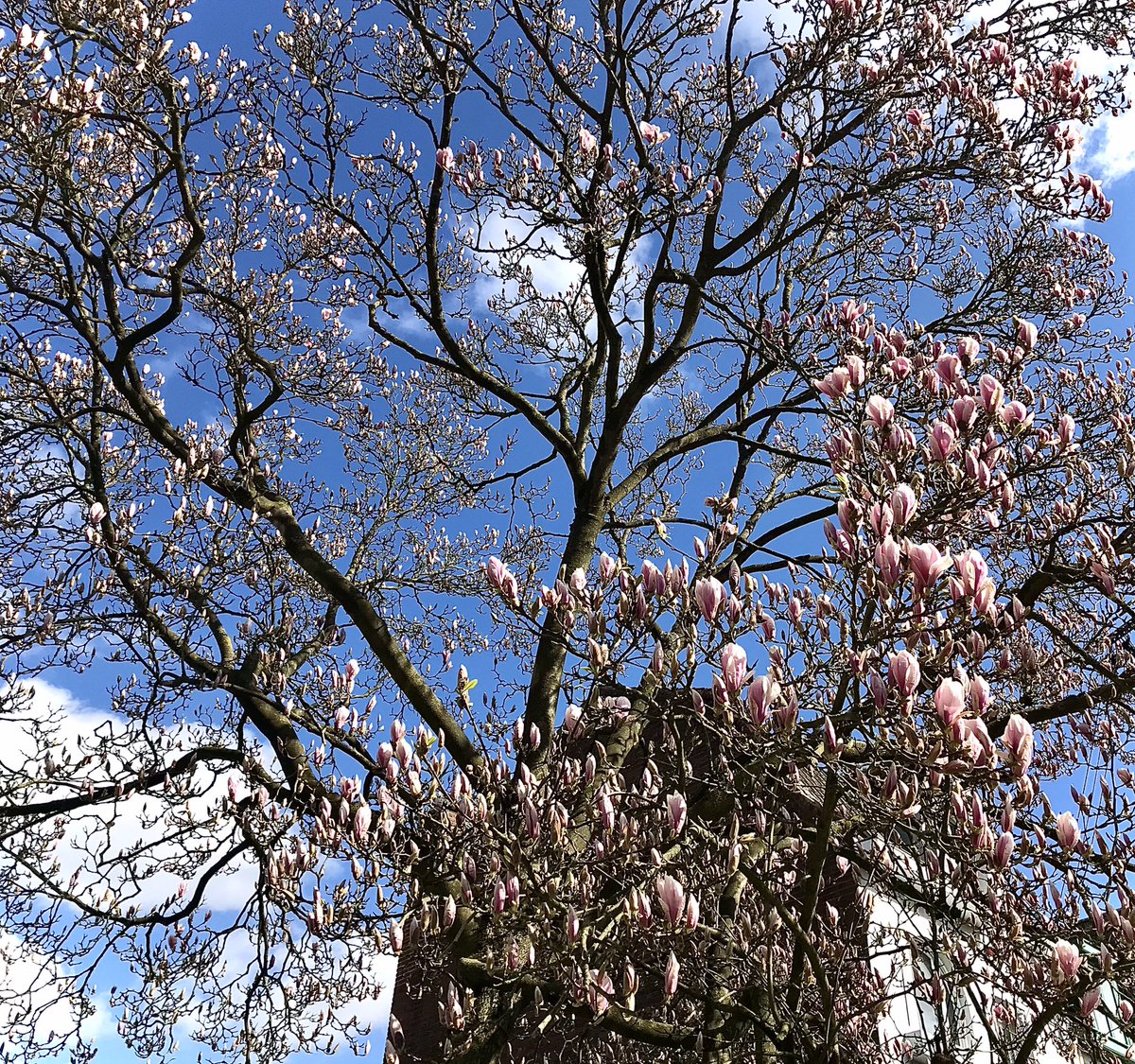 EveFlament's tweet photo. Le lundi au soleil ☀️
Enfin, celui de la rue Jouffroy se décide à fleurir !
#Roubaix #magnoliaforever 😉 https://t.co/6syiY3PMIw