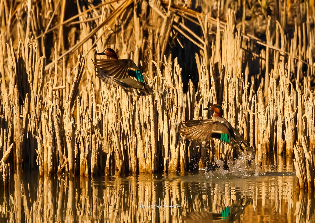 MichaelVancePem's tweet photo. Green-Winged Teals. #WritingCommunity #birdPhotograhy #NFTCommunity #NFTartist #writerslift #NaturePhotography https://t.co/66pd2KHoZL