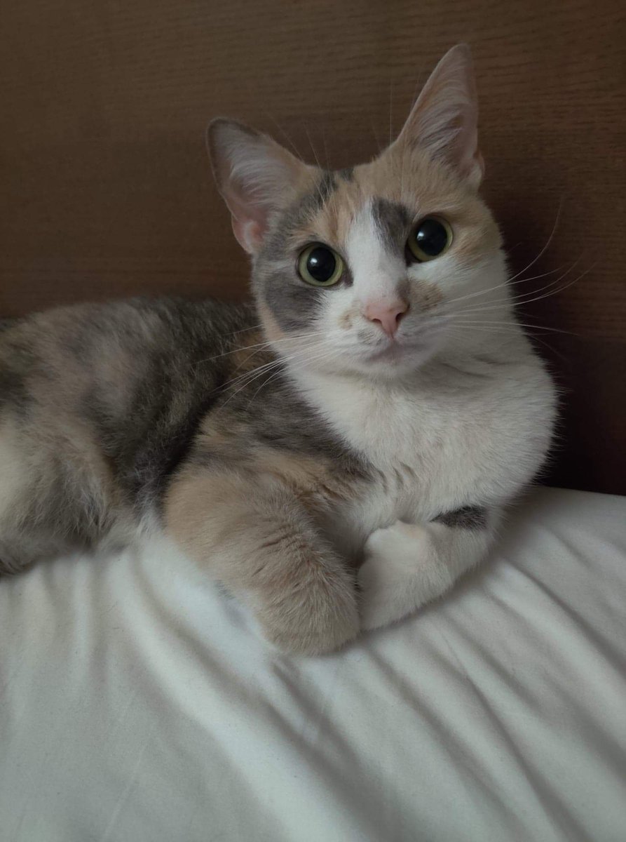 My cat Ginny is missing. She's a calico cat with extra toes and she was last seen in South End (Shawmut Ave/Milford Street). Has anyone seen her? 😭 #Boston #SouthEnd #lostcat #lostpets