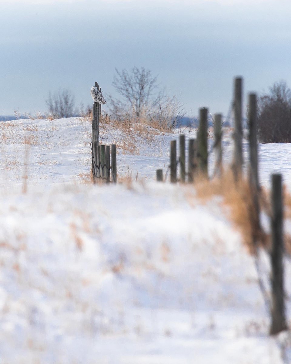 A little longer with the snowy owls 😌🤍 #snowyowl #albertawildlife