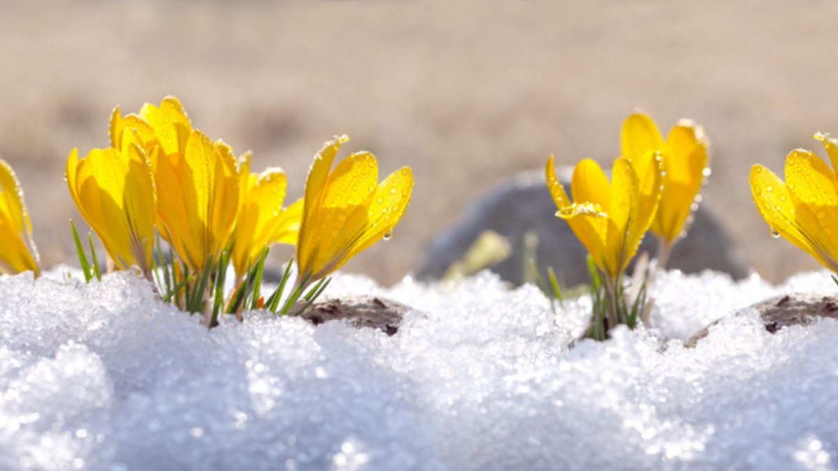 JoySolCBD's tweet photo. 🎶"Here comes the sun..." Look at these sweet buds, reaching for the sun while still buried in the snow. Why? Because sun feels good and so does our #CBD Daily Care System. It can help you have this kind of #energy, #focus and #stamina every day. #cbdworks #letthesunshine https://t.co/dlAAtKjvuA