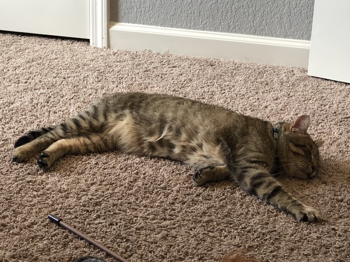 omnipotentfelix's tweet photo. I guess I'll let my human get some work done https://t.co/zfBe0YxOXc