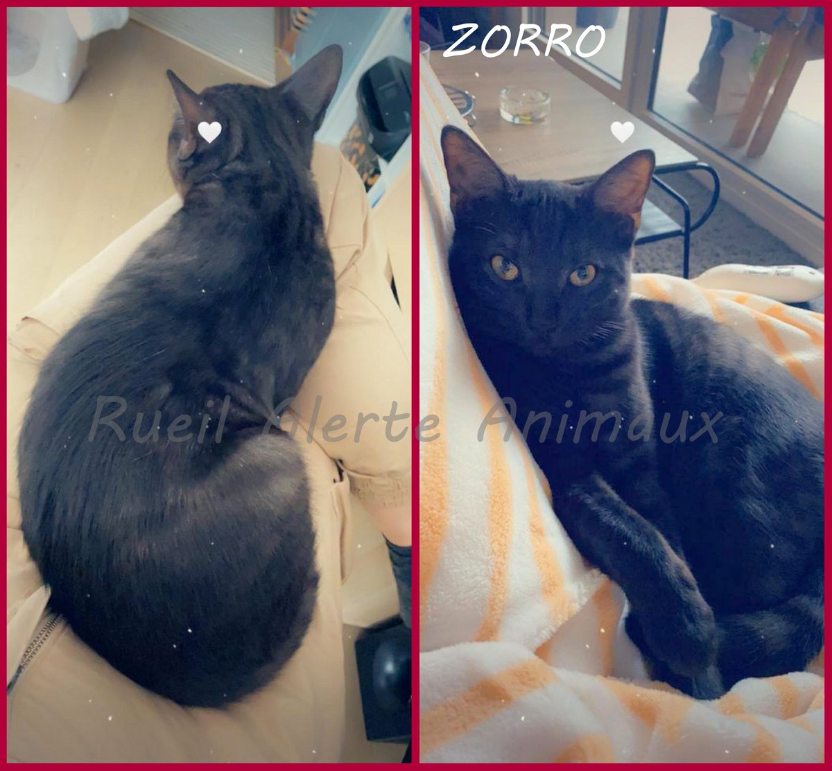 chat rueil malmaison