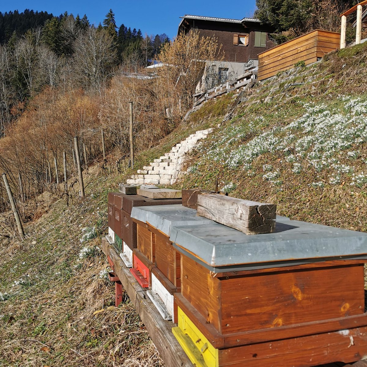 4Bees_4Bees's tweet photo. Die Jungvölker haben einen neuen Standort bekommen. Es wir ihnen sicher gefallen. #Sonne #Schneeglöckchen #Salweide https://t.co/i5mob2HTgz