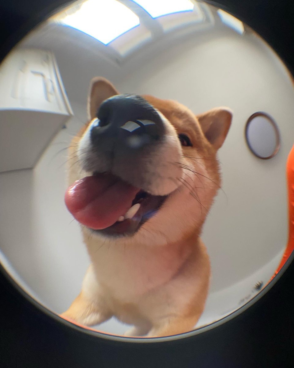 dog_rates's tweet photo. This is Odzi. He wanted to try ding-dong ditching. Didn't quite catch how the last part works. Would love for you to let him in so he can say hi. 12/10 https://t.co/o0dMElP7gh