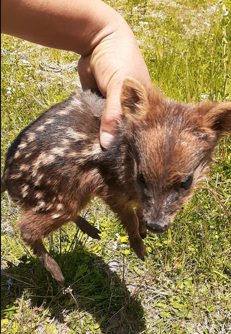 DefendamsChiloe's tweet photo. #SALVEMOSALPUDU 🦌 ⚠️

Su mayor amenaza son los atropellos y las autoridades han reaccionado con demasiada lentitud, por eso necesitamos tu aporte para instalar señaléticas de advertencia en los puntos críticos en #chiloe
Ayuda en: https://t.co/GR33jVWyFt o con un RT 🙏 (hilo) https://t.co/7lg0VIjqqK