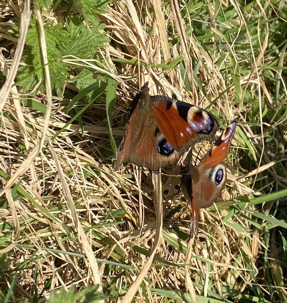 vitaforas's tweet photo. A proper spring morning in mid-Somerset for our Monday site checks. So many Brimstones on the wing at #Ivythorn and carpets of Wood anemone and Celandine. No chance of getting a picture of the busy Brimstones but a couple of chilled Glasto Peacocks were more obliging. https://t.co/kd739hxxqf