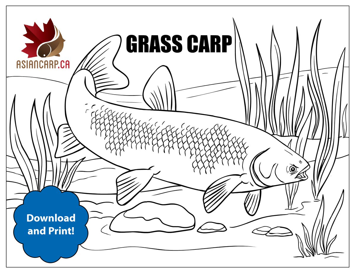 invspecies's tweet photo. Our colouring sheets are a great way to learn what each of the 4 Asian carp species look like, so we can keep an eye out for them this spring! 

Download and print them here: https://t.co/9rscF59RLX https://t.co/0ABozNfgAh