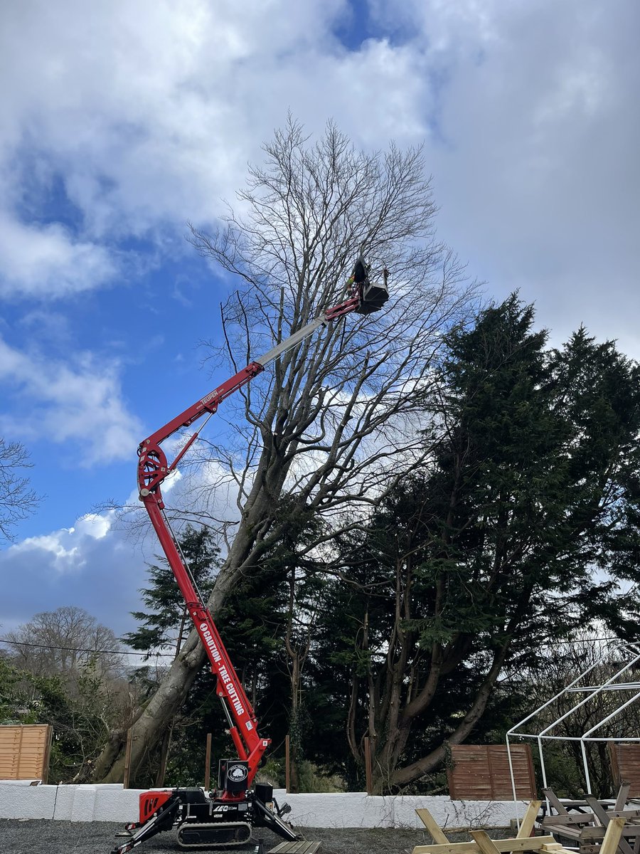 sladey76's tweet photo. Wind blown Beech tree today. Massive help from Will Hicks. #LakeDistrict #asladetreeworks #treework https://t.co/HgV38BBPLG