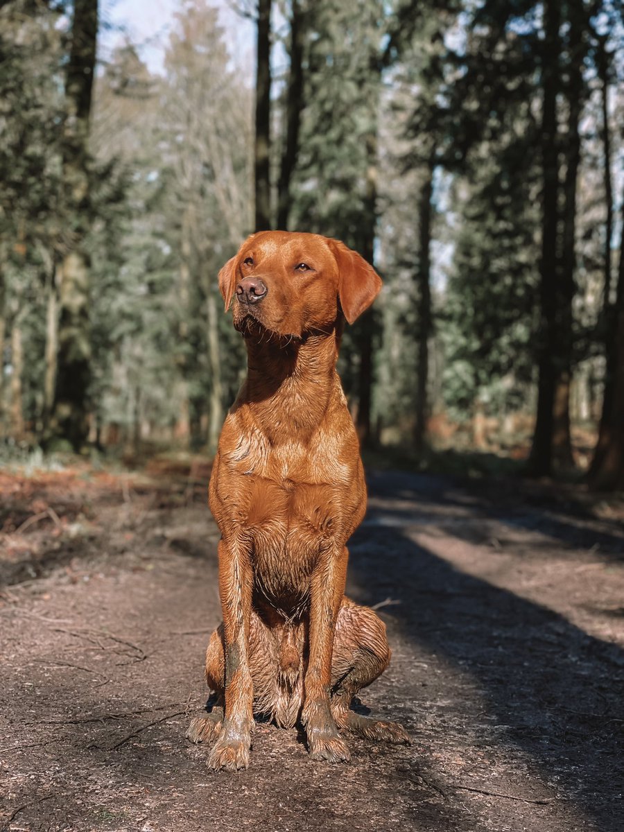 Bailey 🐾 tweet media