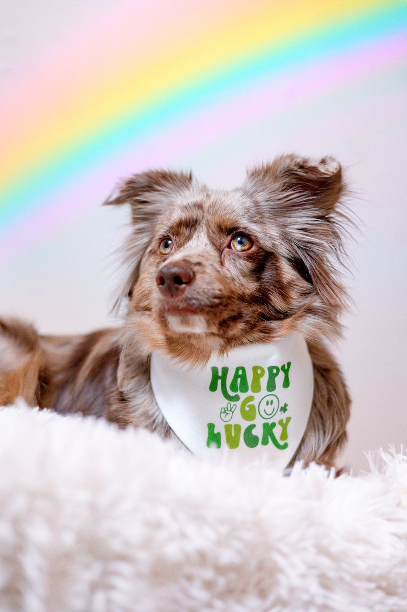 Let’s start this week with a Happy ✌🏻 Go 🍀 Lucky Monday. #twitterdogcommunity #twitterdogs #dogsofinstagram